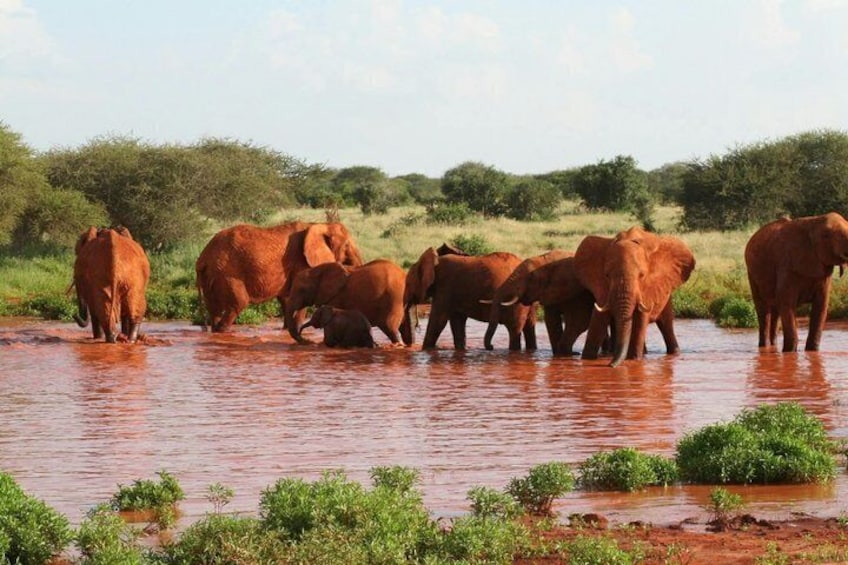 Tsavo East Ngutuni and Salt Lick Safari Tour 1