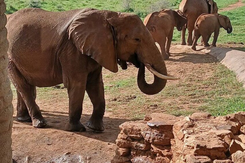 Tsavo East Ngutuni and Salt Lick Safari Tour 5