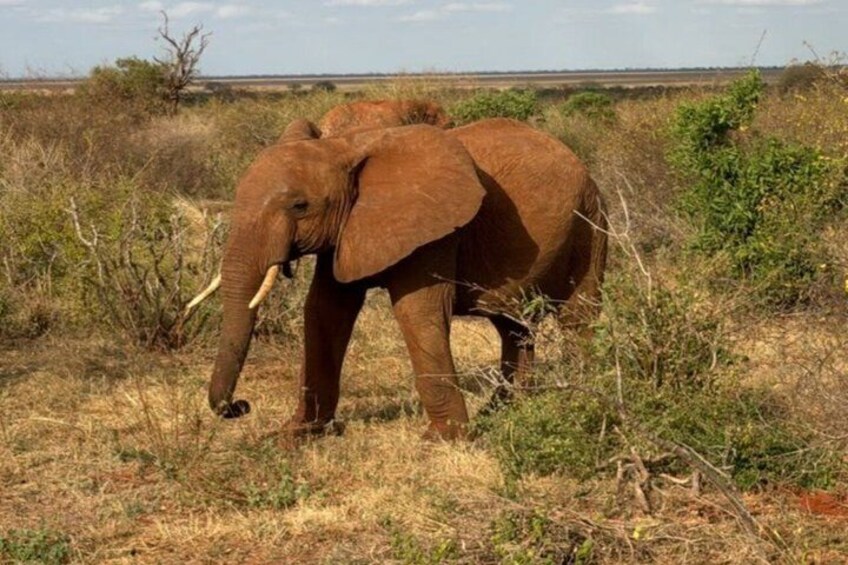 Tsavo East Ngutuni and Salt Lick Safari Tour 4