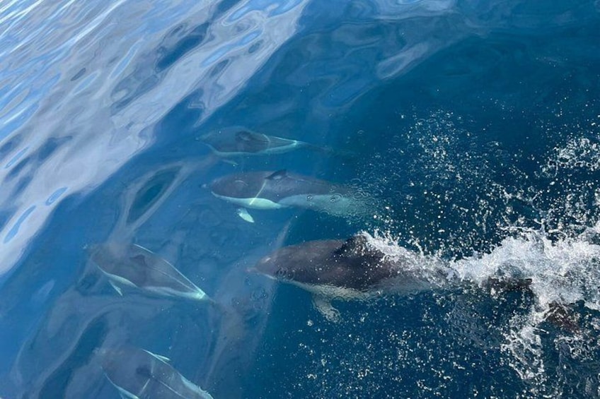 A group of dolphins swimming in clear blue water. 5