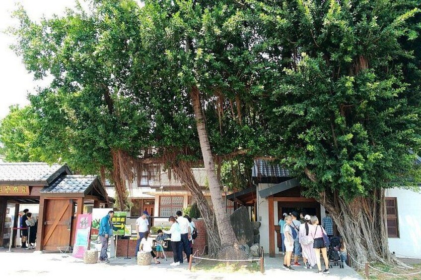 A group of people standing under a large tree in a courtyard with traditional buildings. 3