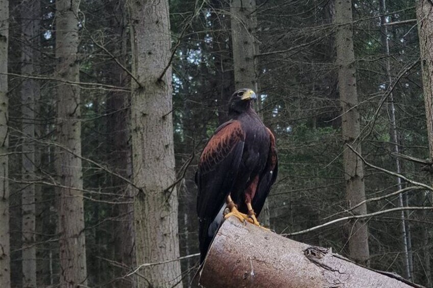 Private Woodland Hawk Experience Inverness 2