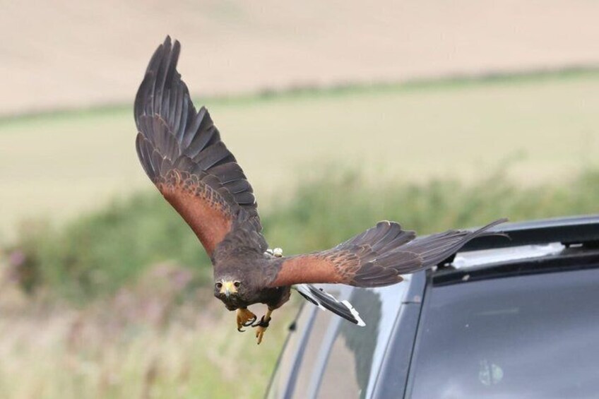 Private Woodland Hawk Experience Inverness 3