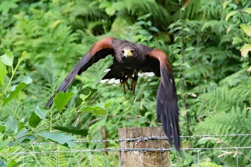 Private Woodland Hawk Experience Inverness 1