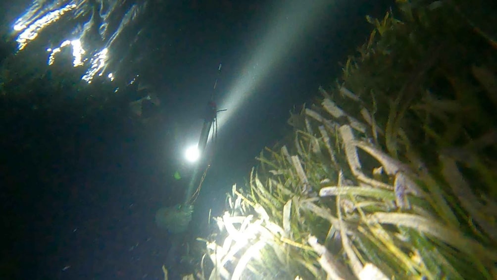 An underwater scene with light filtering through, illuminating marine plants. 2