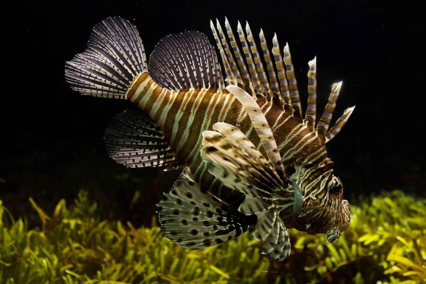 Picture 7 for Activity Puerto Rico: Private Night Snorkeling Tour with Pickup 5
