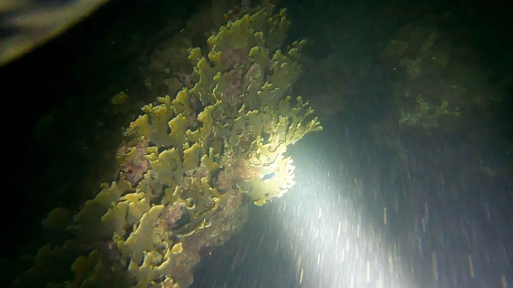 A coral reef with sunlight filtering through. 3