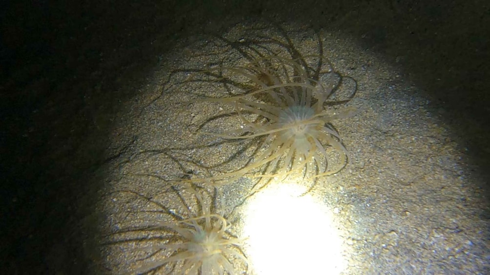 Two jellyfish in a rocky underwater environment. 4