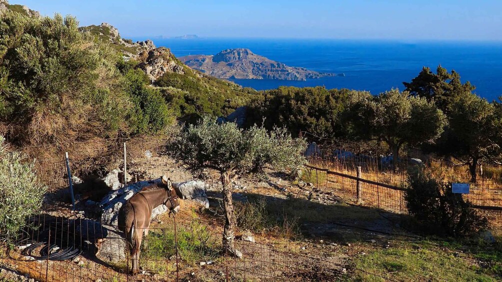 Plakias Tours: Secrets of the Cretan Countryside 1