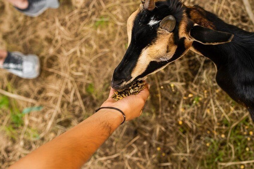 Feed the Goats Experience at Rising Kona Coffee Farm 2