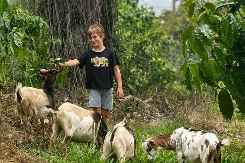 Feed the Goats Experience at Rising Kona Coffee Farm 4