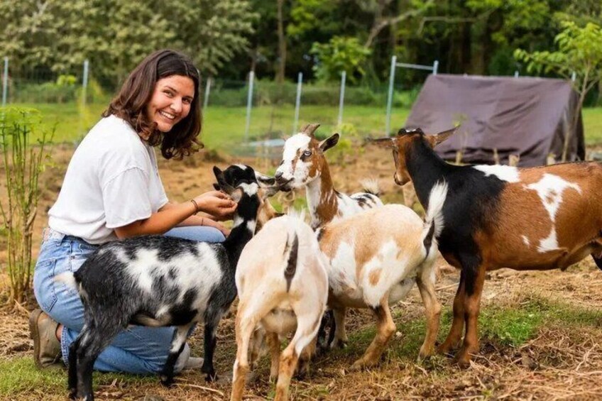 Feed the Goats Experience at Rising Kona Coffee Farm 1
