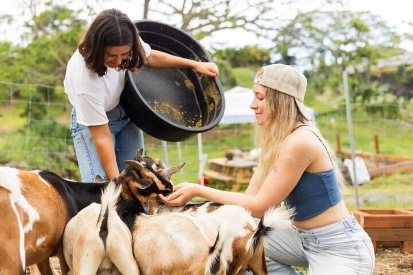 Feed the Goats Experience at Rising Kona Coffee Farm 5