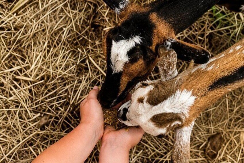 Feed the Goats Experience at Rising Kona Coffee Farm 3