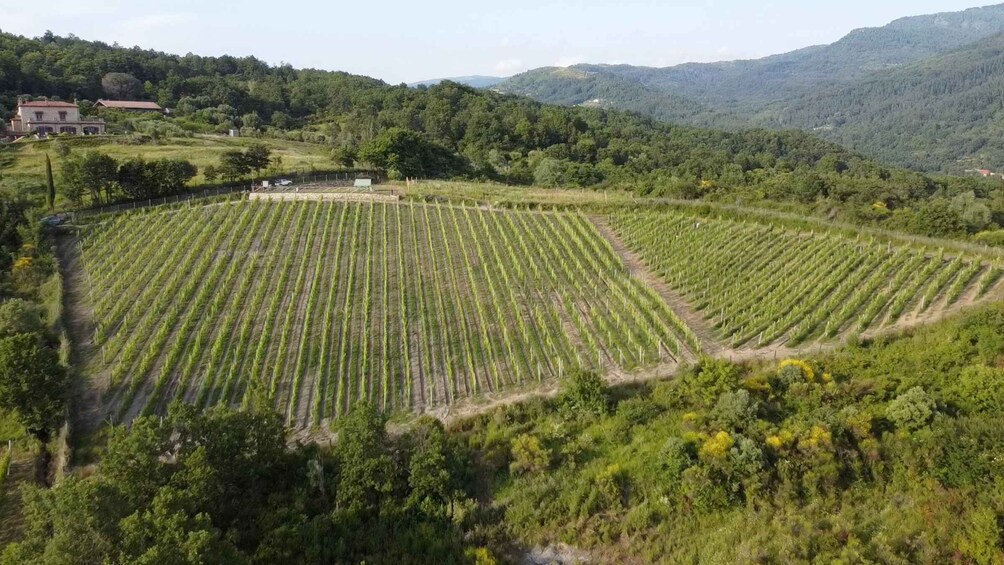 Picture 3 for Activity Moio della Civitella: Adopt a Vine and Grow Your Wine 5