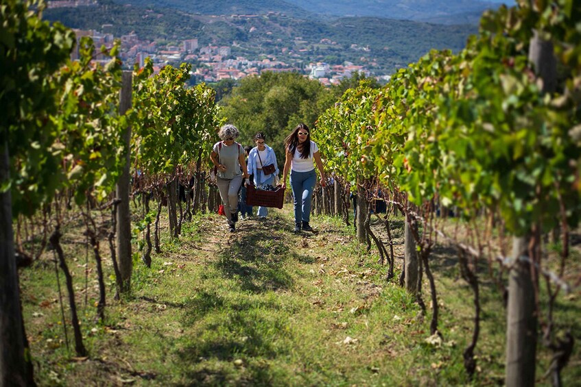 Moio della Civitella: Adopt a Vine and Grow Your Wine 1