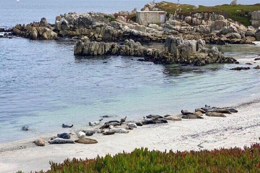 Una costa rocosa con agua cristalina, una playa de arena y algo de vegetación. 2