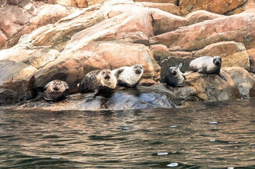Des phoques se reposent sur des rochers au bord de l’eau. 4