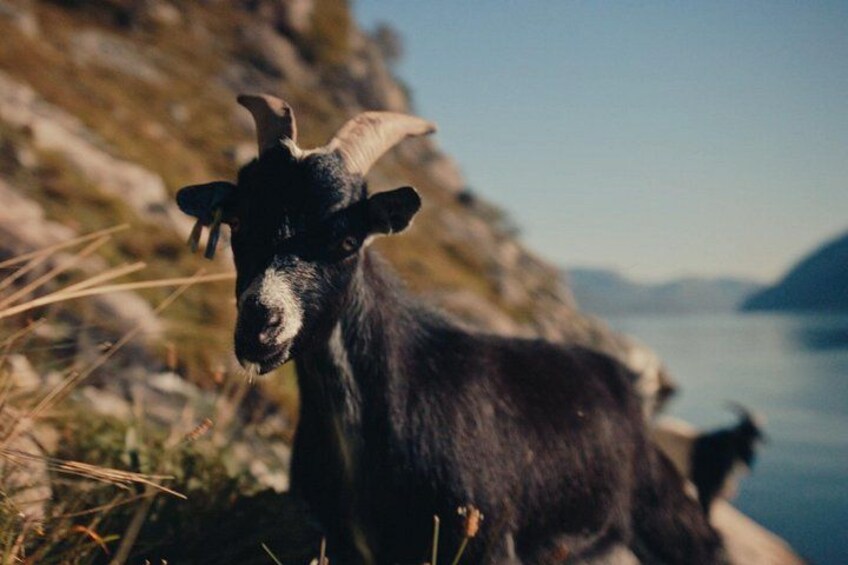 A mountain goat roaming the fjordside 2