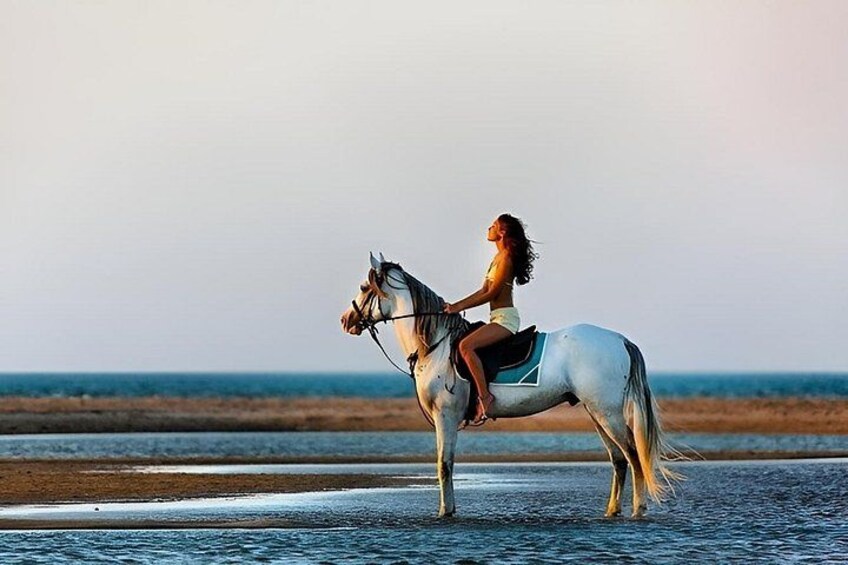 Une personne à cheval sur une plage, avec l’océan en arrière-plan. 3