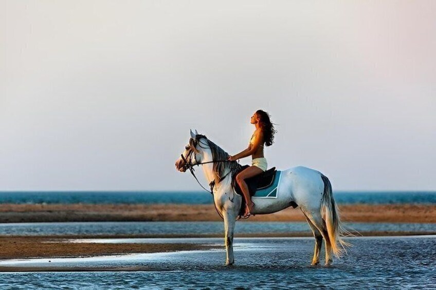 Hurghada Desert and Beach Horse or Camel Riding Adventures 3