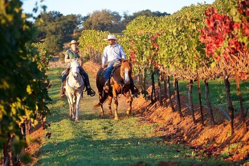 Two people riding horses through a vineyard. 5