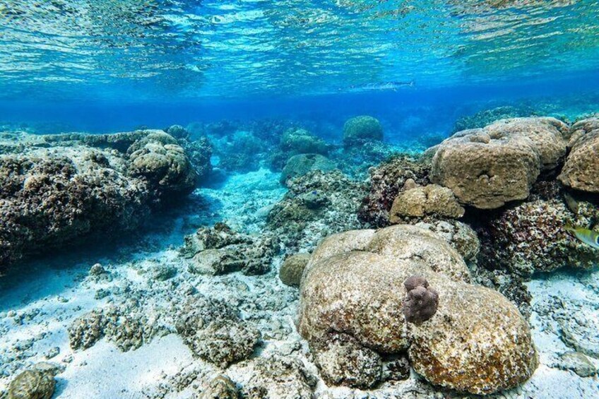 Private Beach Snorkeling and Kabira Bay Tour in Ishigaki 3