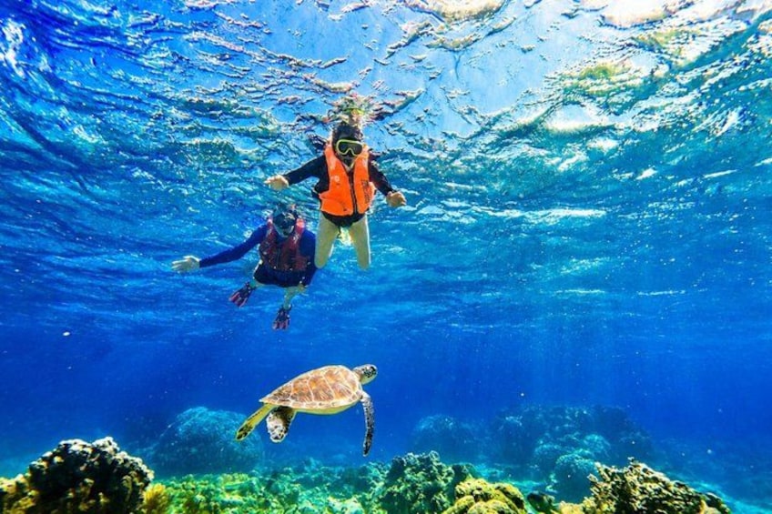 Two people scuba diving underwater with a sea turtle. 1