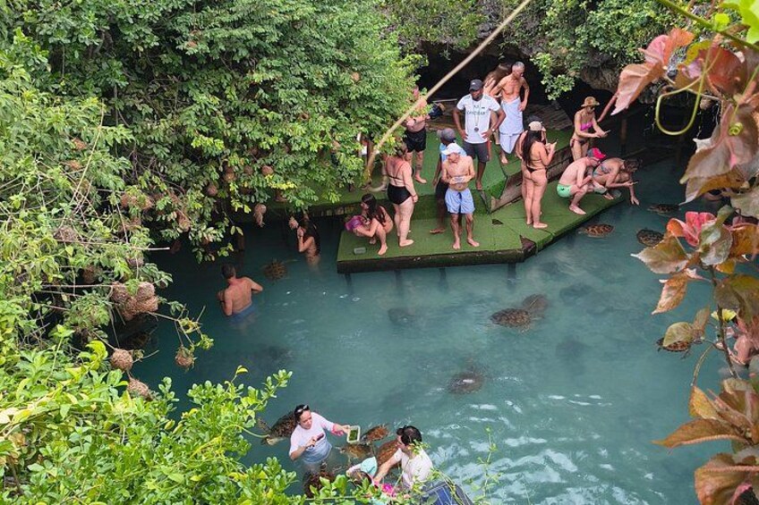 A group of people interacting with turtles in a natural water setting surrounded by dense foliage. 2