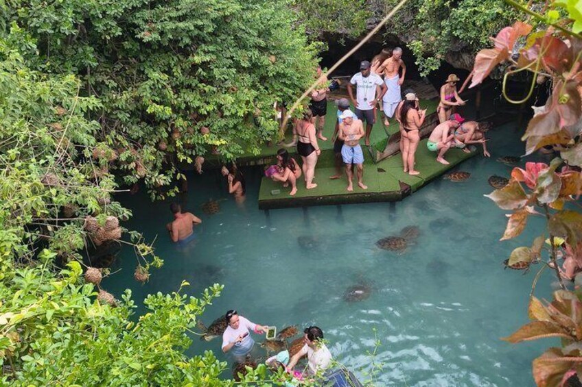A group of people interacting with turtles in a natural water setting surrounded by dense foliage. 2