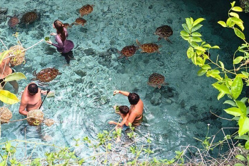 People interacting with sea turtles in a clear water body surrounded by greenery. 3