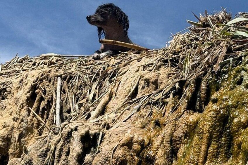 A dog sitting on a mound of straw and branches. 5