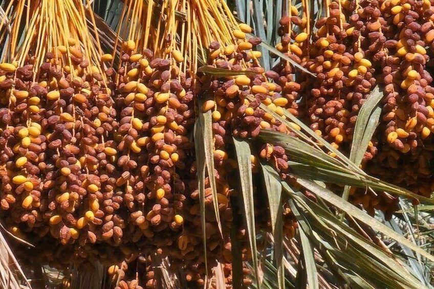 Clusters of dates hanging from palm fronds. 5