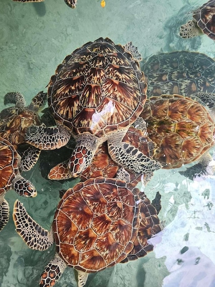 A group of sea turtles swimming in clear water. 5