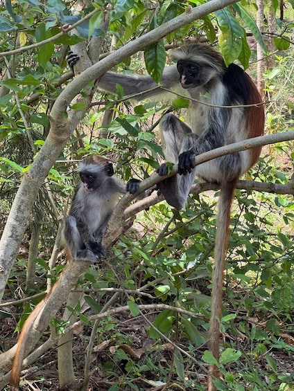 Two monkeys on tree branches in a forested area. 4