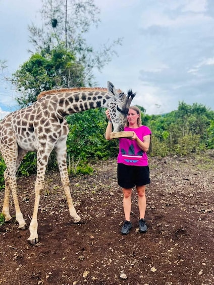 A person feeding a giraffe with a basket. 4