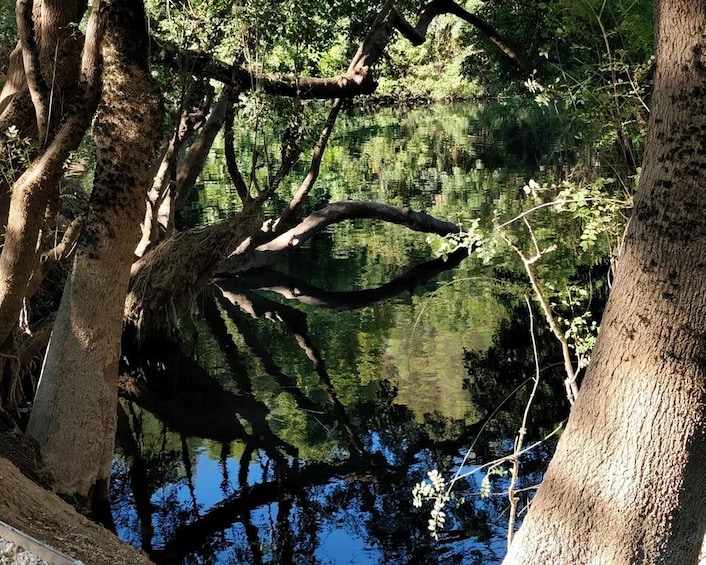 A tranquil pond surrounded by trees. 5