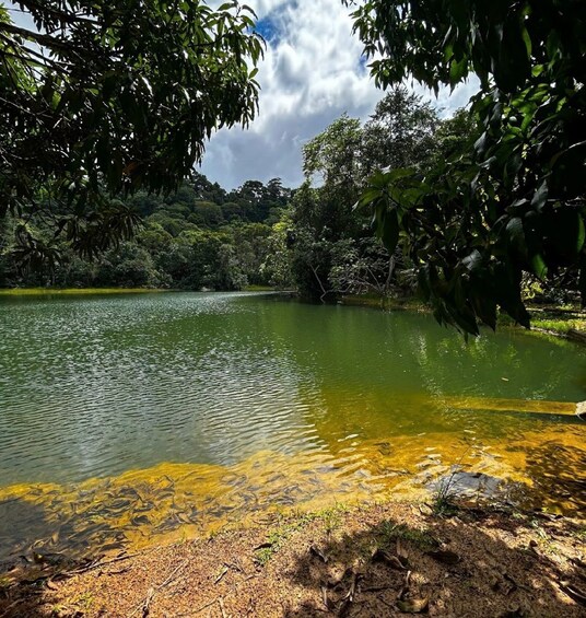 Picture 4 for Activity Fernão Velho Eco Hike: Nature, History and Atlantic Rainforest 2
