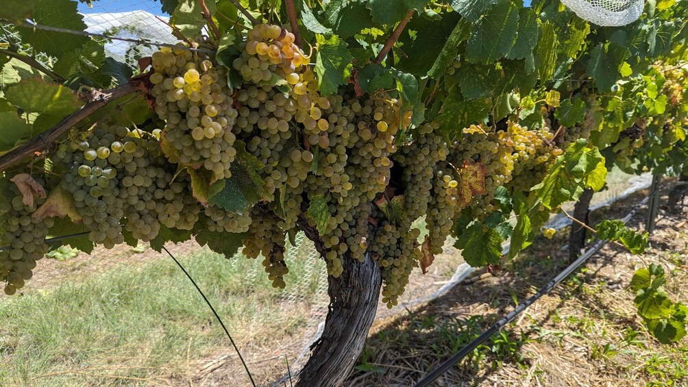 Picture 11 for Activity Stanthorpe: a mix of natural beauty & taste-testing delights 4