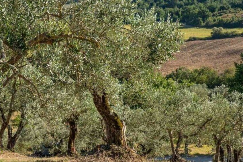 Villa Castelli Walking Tour with Olive Oil Tasting 3