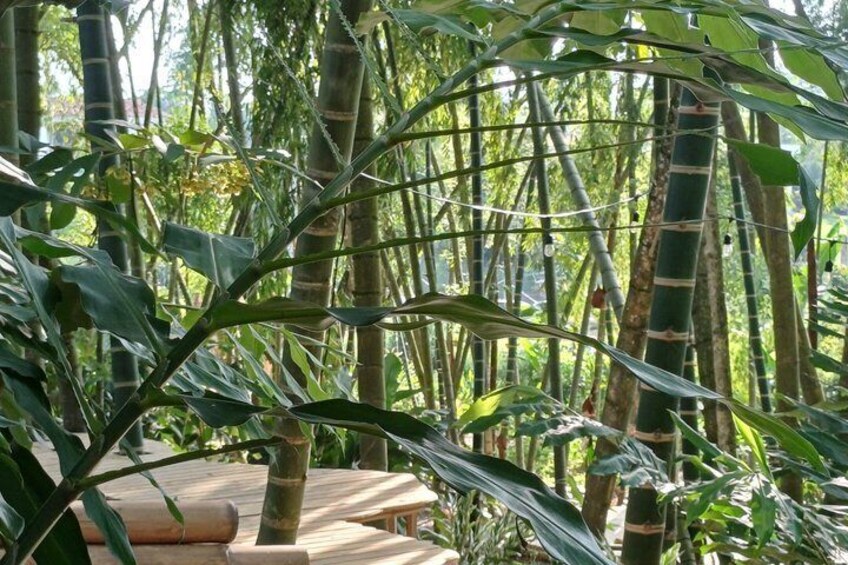 Nature Coworking Experience in Colombia's Coffee Region 4