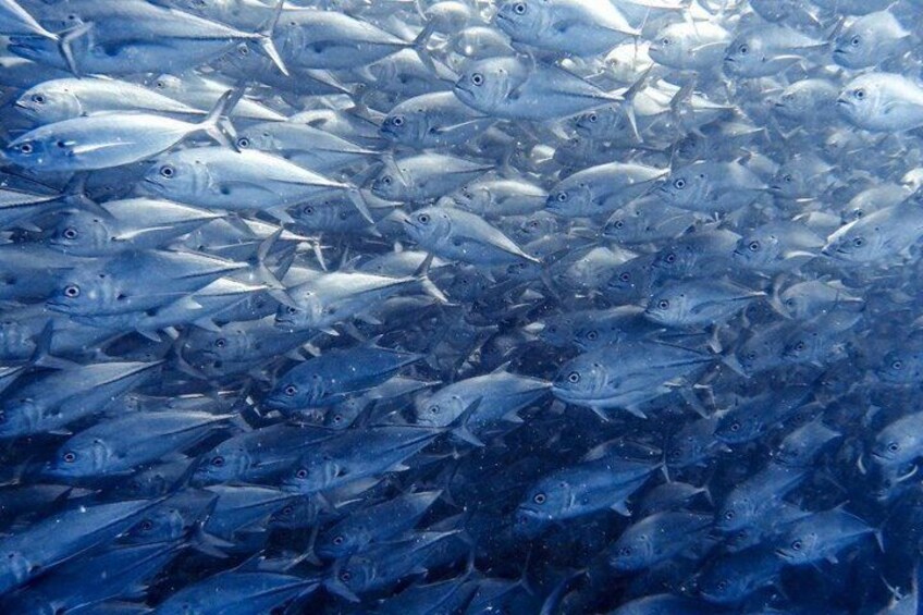 Cabo Pulmo Snorkeling Adventure with Transportation 3