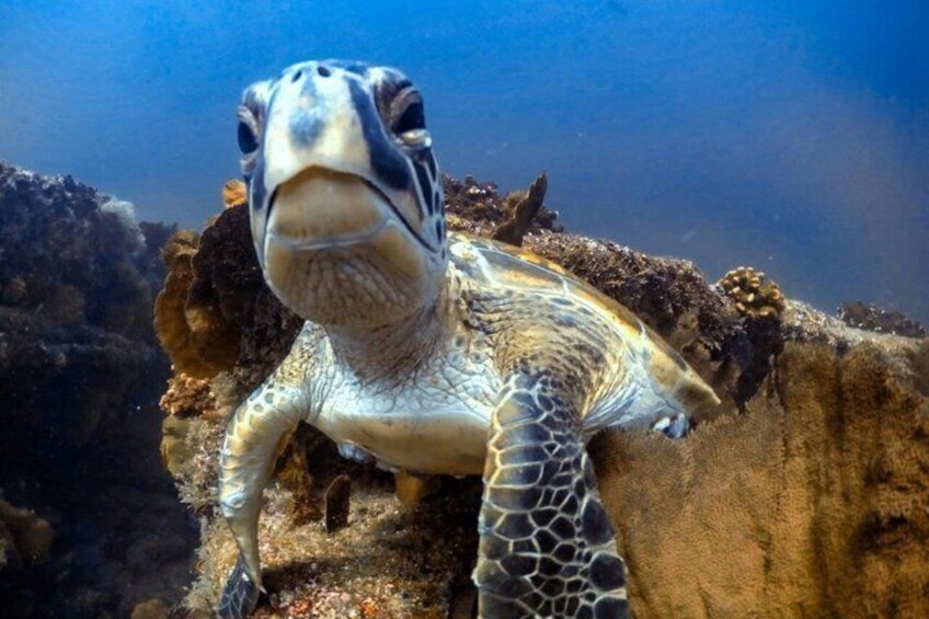Cabo Pulmo Snorkeling Adventure with Transportation 2