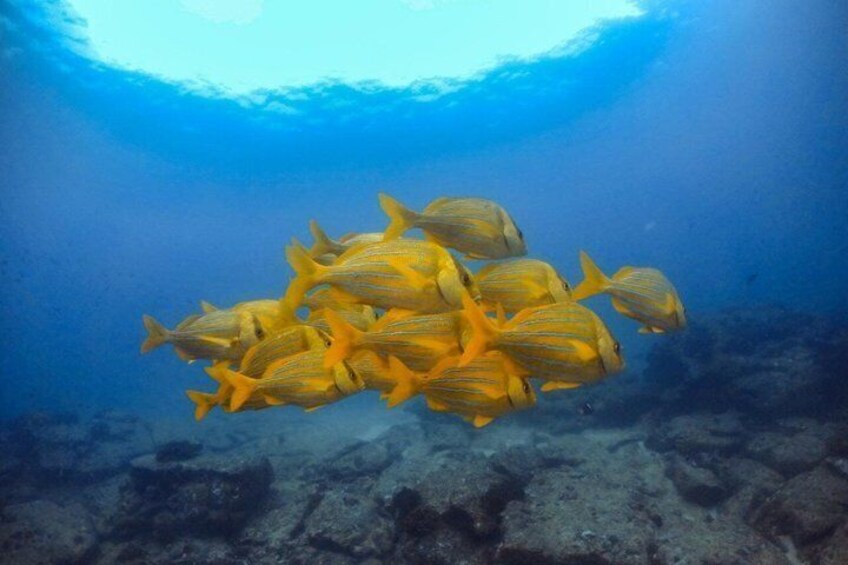 Cabo Pulmo Snorkeling Adventure with Transportation 1