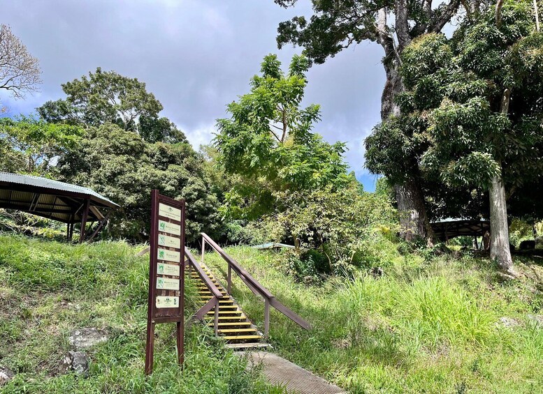 Picture 4 for Activity Sainte Luce – Jungle Feeling Tour: Flora & Fauna + Relaxation on a Secret Beach 2