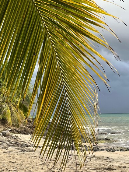 Picture 5 for Activity Sainte Luce – Jungle Feeling Tour: Flora & Fauna + Relaxation on a Secret Beach 3