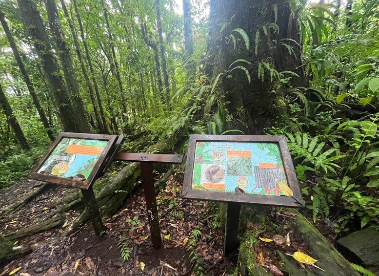 Picture 2 for Activity Sainte Luce – Jungle Feeling Tour: Flora & Fauna + Relaxation on a Secret Beach 5
