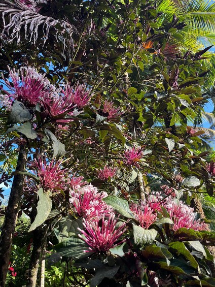 Sainte Luce – Jungle Feeling Tour: Flora & Fauna + Relaxation on a Secret Beach 1