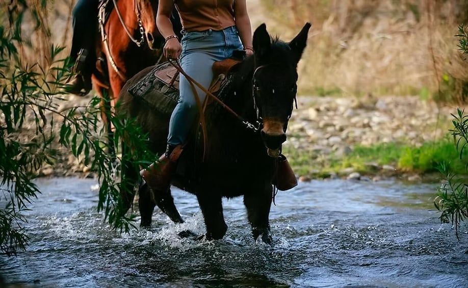 Santa Ynez: Scenic Horseback Trail Rides by the River 1