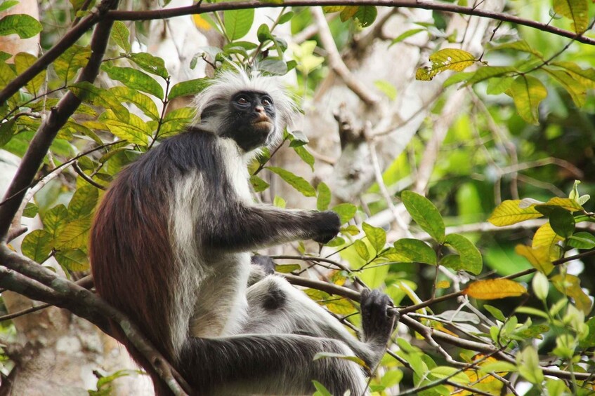 A monkey sitting on a tree branch surrounded by green foliage. 4